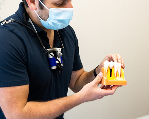 Doctor Salayta holding a model of a dental implant in the jaw